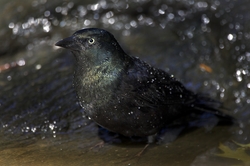 Common Grackle