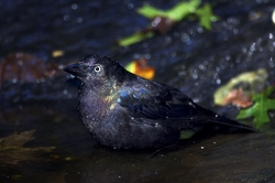 Common Grackle