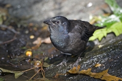 Common Grackle