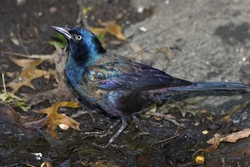 Common Grackle
