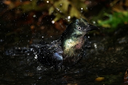 Common Grackle