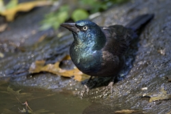 Common Grackle