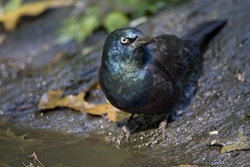 Common Grackle