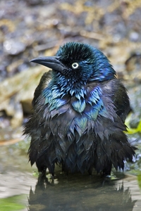 Common Grackle