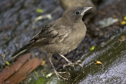 Common Grackle