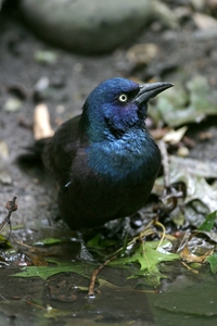 Common Grackle