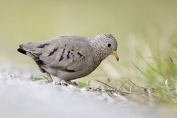 Common Ground-Dove