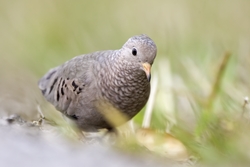 Common Ground-Dove
