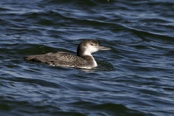Common Loon