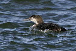 Common Loon