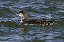 Common Loon