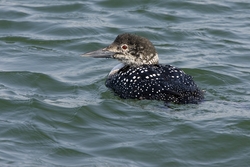 Common Loon