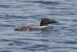Common Loon