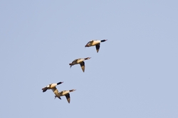 Common Merganser