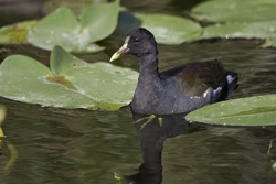 Common Moorhen