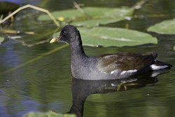 Common Moorhen