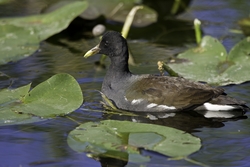 Common Moorhen