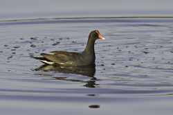 Common Moorhen