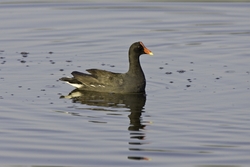 Common Moorhen