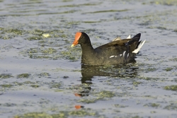 Common Moorhen