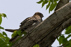 Common Nighthawk