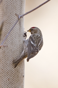 Common Redpoll