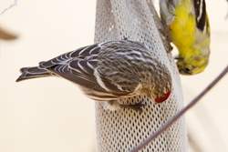 Common Redpoll
