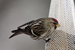 Common Redpoll