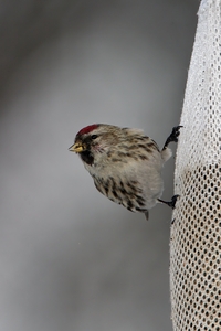 Common Redpoll