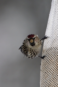 Common Redpoll