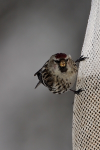 Common Redpoll