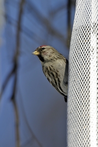Common Redpoll