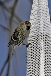 Common Redpoll