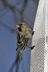 Common Redpoll