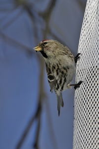 Common Redpoll