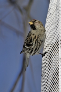 Common Redpoll