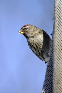 Common Redpoll