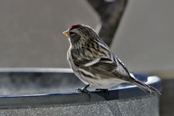 Common Redpoll