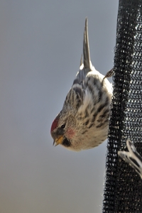 Common Redpoll