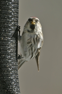 Common Redpoll