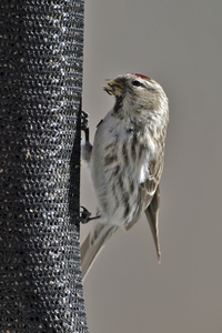 Common Redpoll