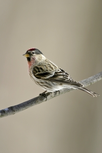 Common Redpoll