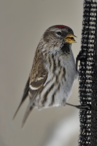 Common Redpoll