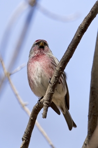 Common Redpoll
