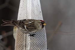 Common Redpoll