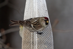 Common Redpoll