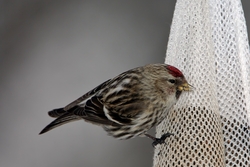 Common Redpoll