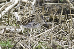 Common Snipe