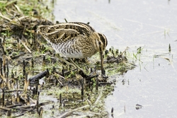 Common Snipe