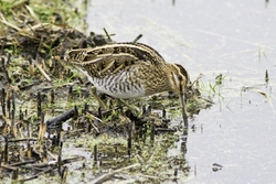 Common Snipe